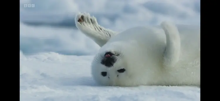 Harp seal (Pagophilus groenlandicus) as shown in Frozen Planet II - Frozen Ocean